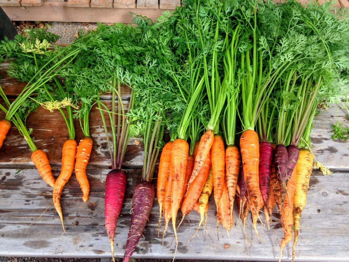 Carrots of the Family Farmers Network